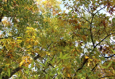 IMG_0971_Quercus rubra